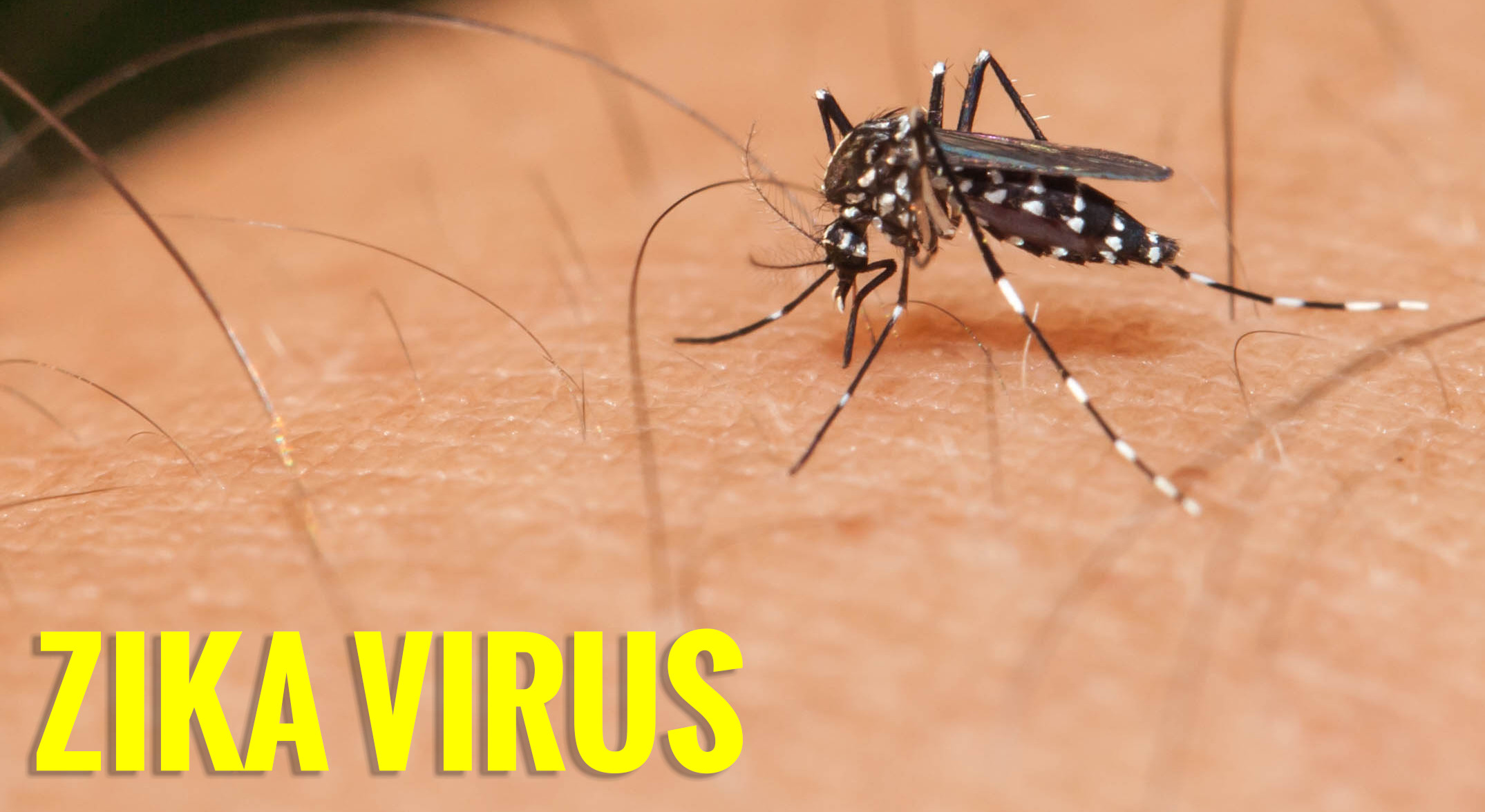 Zika virus gfx